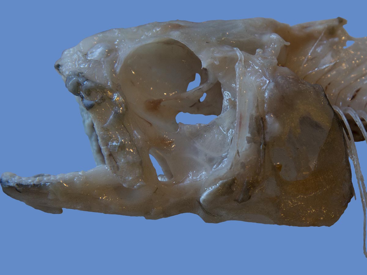 Oncorhynchus mykiss